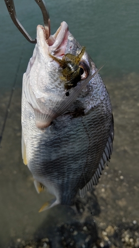 キビレの釣果