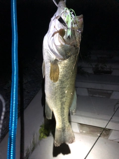 ラージマウスバスの釣果