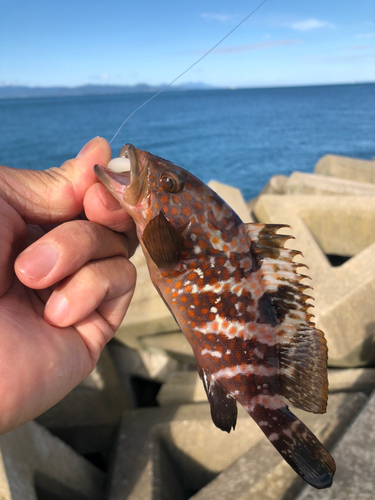 キジハタの釣果