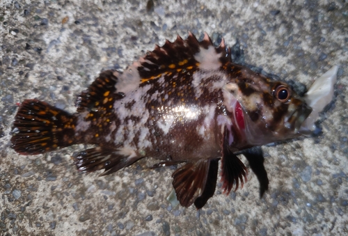 オウゴンムラソイの釣果