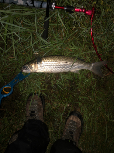 ボラの釣果