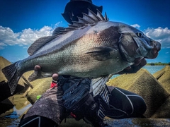 コショウダイの釣果