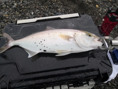 ショゴの釣果