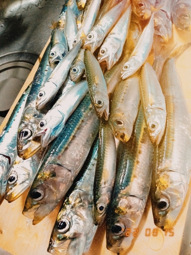 イワシの釣果