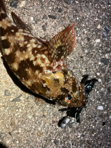 カサゴの釣果