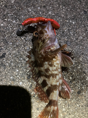 カサゴの釣果