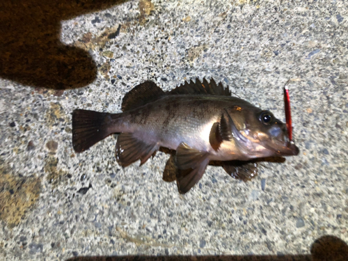 メバルの釣果