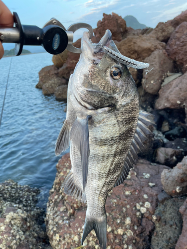 チヌの釣果