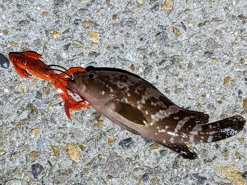 アコウの釣果