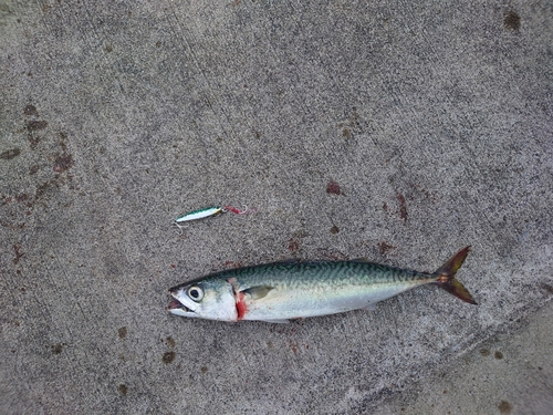 サバの釣果