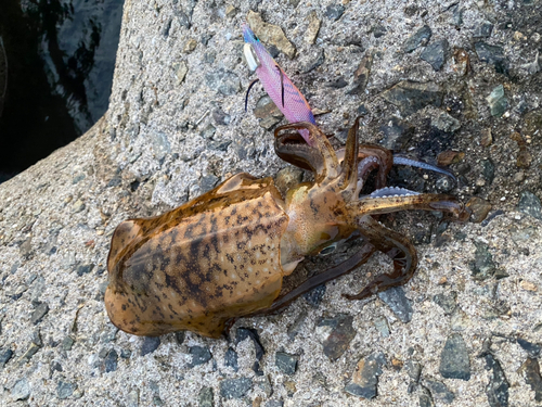 アオリイカの釣果