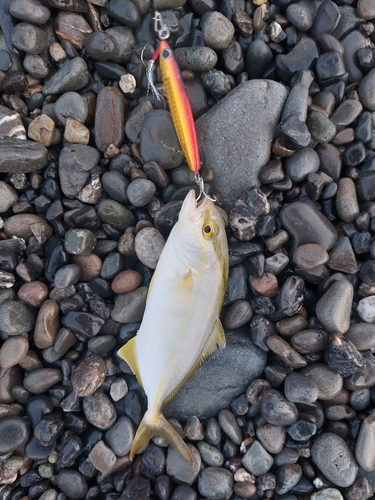 ショゴの釣果