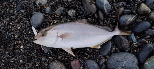 ショゴの釣果