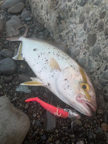 ショゴの釣果