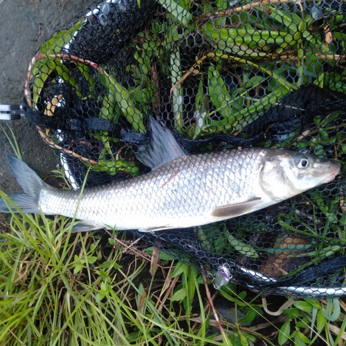 ニゴイの釣果