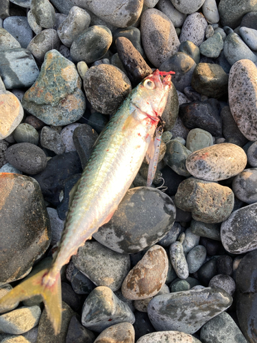 サバの釣果