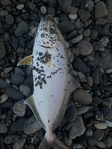 ショゴの釣果