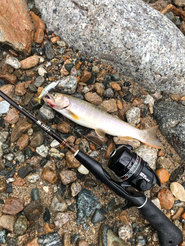 イワナの釣果