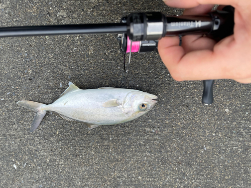 ショゴの釣果