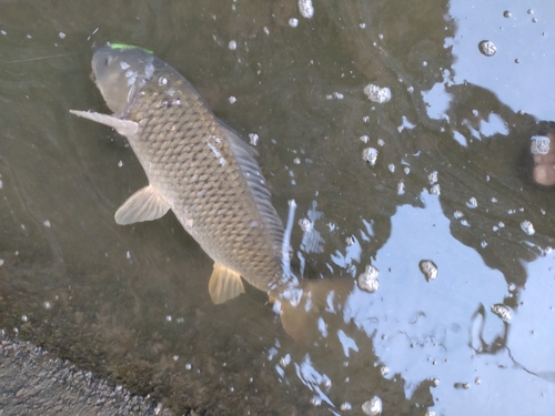 コイの釣果