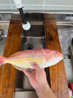 イトヨリダイの釣果