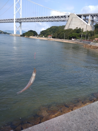 キスの釣果