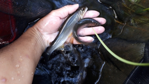 アユの釣果