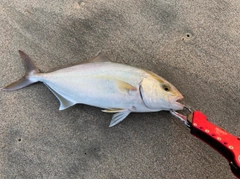 ショゴの釣果