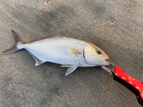 ショゴの釣果