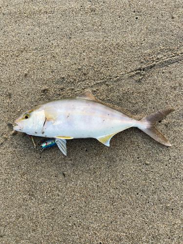 ショゴの釣果