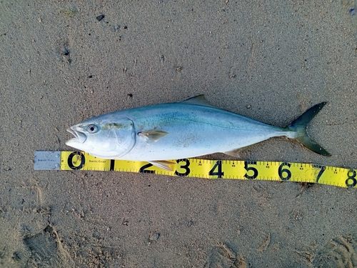 ハマチの釣果