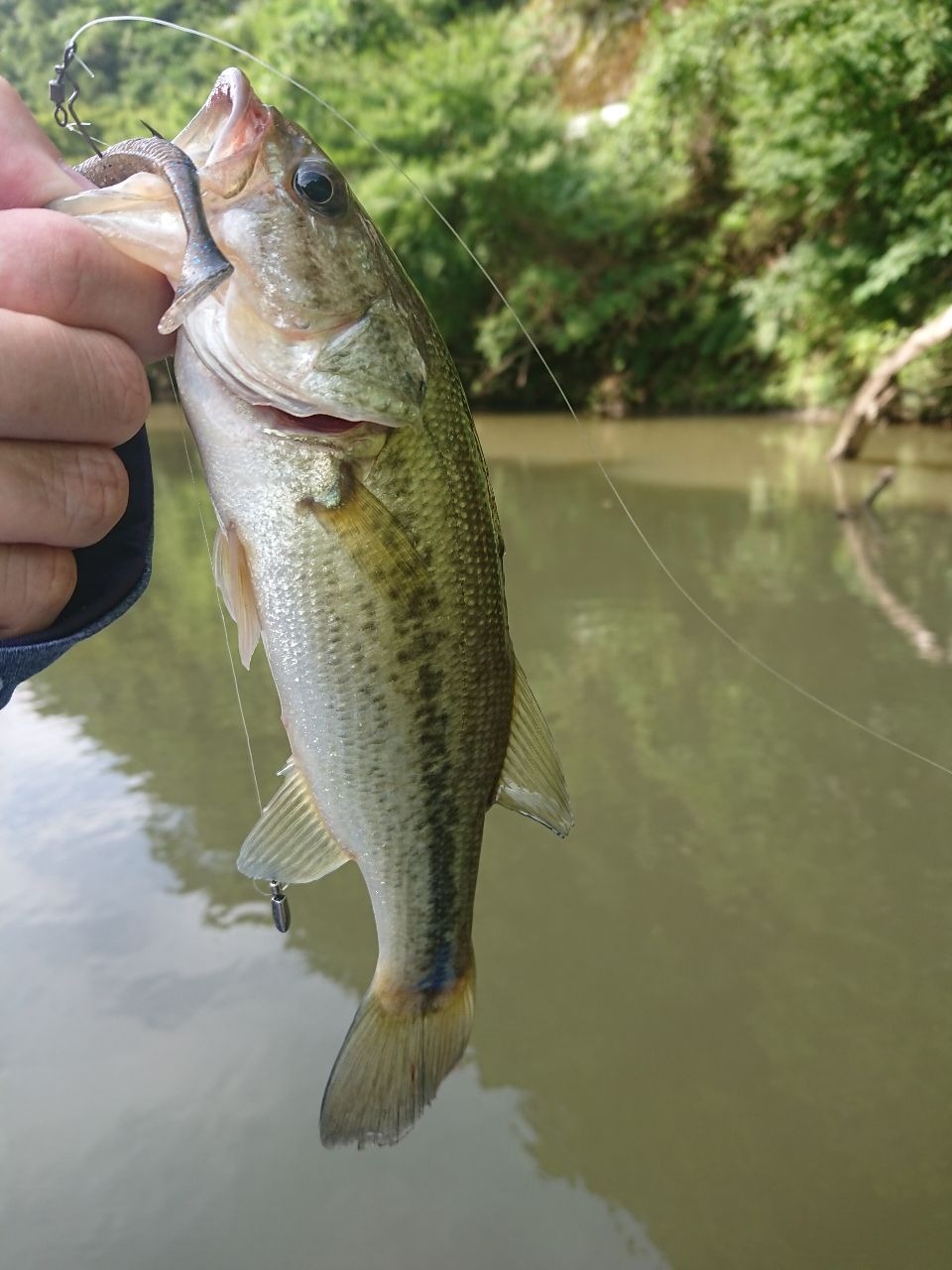 ラージマウスバス