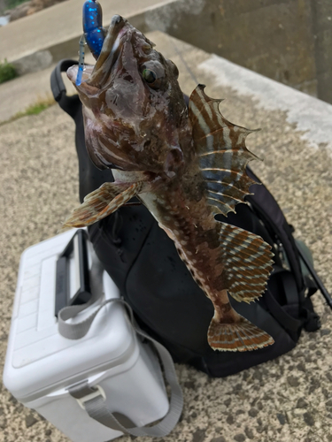 ニジカジカの釣果