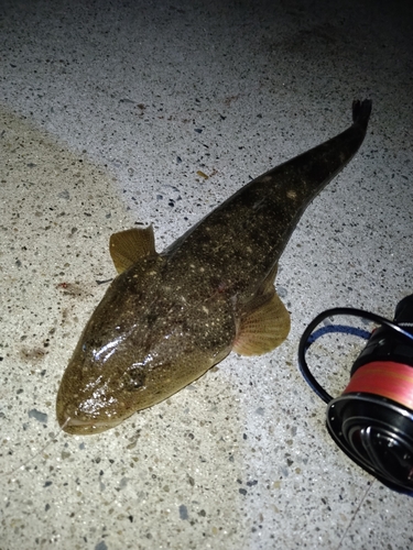 マゴチの釣果