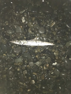 カマスの釣果