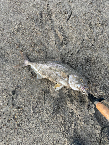 ショゴの釣果