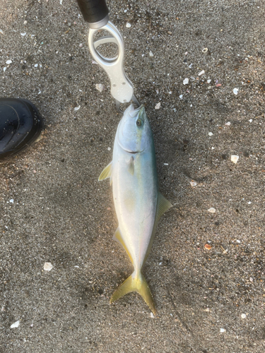 ワカシの釣果