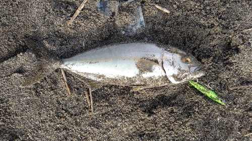 ショゴの釣果