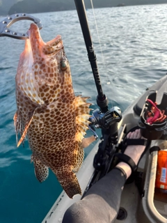 オオモンハタの釣果