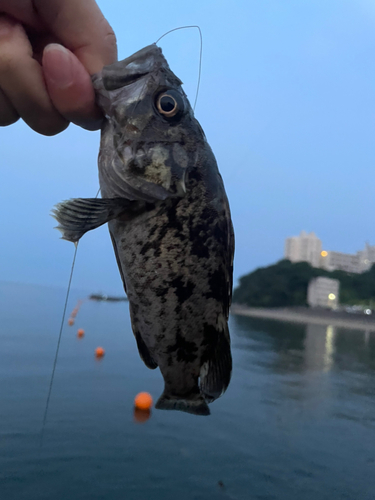 ムラソイの釣果