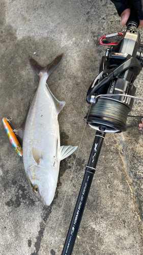 ショゴの釣果