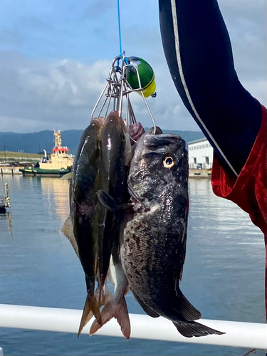 カンパチの釣果