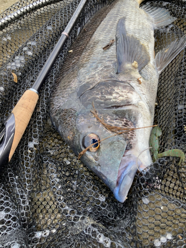 チヌの釣果