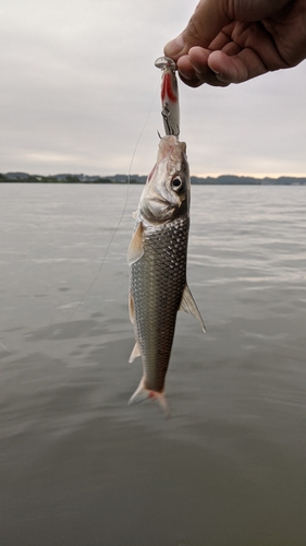 ニゴイの釣果