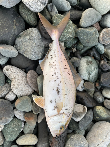 ショゴの釣果