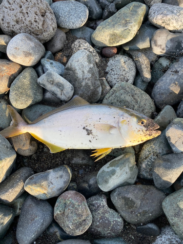 ショゴの釣果