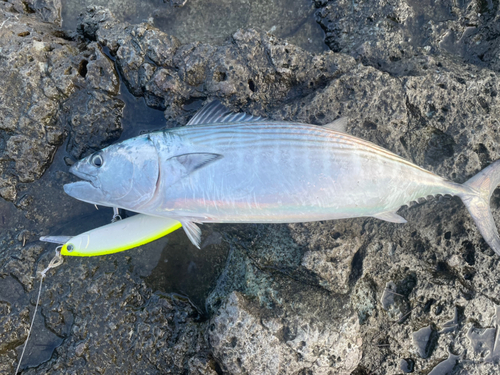 ハガツオの釣果