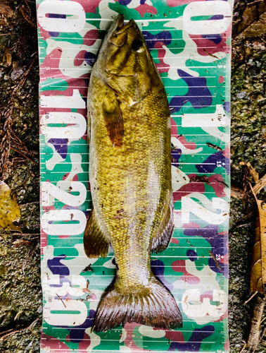 スモールマウスバスの釣果