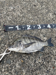 チヌの釣果