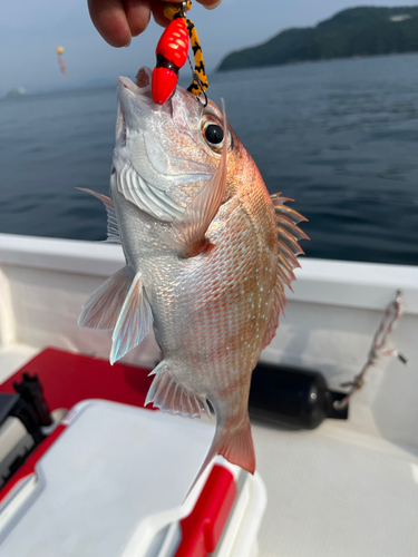 タイの釣果